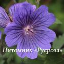 Герань великолепная "Turco" (Geranium magnificum)