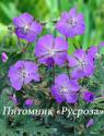 Герань луговая "New Dimension" (Geranium pratense)