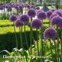 Лук "Globemaster" (Allium)