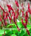 Горец свечевидный "Blackfield" (Persicaria amplexicaulis)