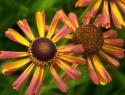 Гелениум осенний "Loysder Wieck" (Helenium autumnale)