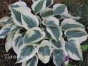 Хоста "Blue Ivory" (Hosta)