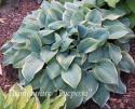 Хоста "Blue Flame" (Hosta)