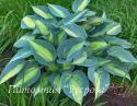 Хоста "Catherine" (Hosta)