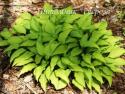 Хоста "Twist of Lime" (Hosta)