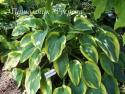 Хоста "Alvatine Taylor" (Hosta)