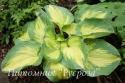 Хоста "Beach Boy" (Hosta)