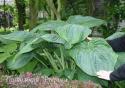 Хоста "Empress Wu" (Hosta)