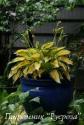 Хоста "Orange Marmelade" (Hosta)