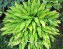 Хоста "Pineapple Upsidedown Cake" (Hosta)