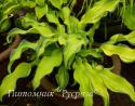 Хоста "Ripple Effect" (Hosta)