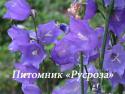 Колокольчик персиколистный "Telham Beauty" (Campanula persicifolia)