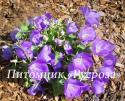 Колокольчик карпатский "Perla Blue" (Campanula carpatica)