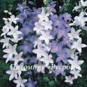 Колокольчик пирамидальный (Campanula pyramidalis)