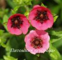 Лапчатка непальская "Ron McBeath" (Potentilla nepalensis)