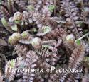 Лептинелла шероховатая "Platt's Black" (Leptinella  squalida)