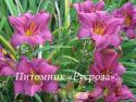 Лилейник "Summer Wine" (Hemerocallis)