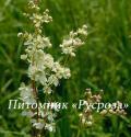 Лабазник обыкновенный (Filipendula vulgaris)