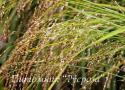 Просо прутьевидное "Strictum" (Panicum virgatum)