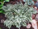 Кочедыжник ниппонский (Папоротник) "Metallicum" (Athyrium niponicum)