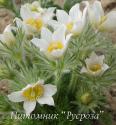 Прострел обыкновенный "White Bells" (Pulsatilla vulgaris)