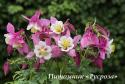 Аквилегия "Spring Magic Rose & White" (Aquilegia)