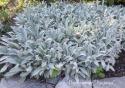 Чистец византийский "Silver Carpet" (Stachys byzantina)