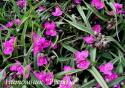 Традесканция "Rubra" (Tradescantia)