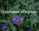 Василек горный "Grandiflora" (Сentaurea montana)