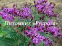 Вернония "Mammuth" (Vernonia crinita)