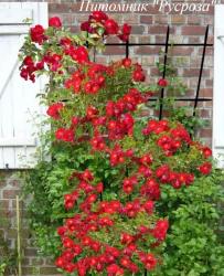 VESUVIA (NOA 201130) (Везувия)