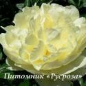 Пион "LEMON CHIFFON" (Лемон Шифон)