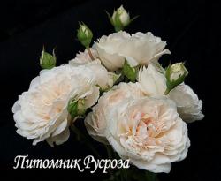 COLONIAL WHITE (Колониал Уайт)