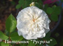 COLONIAL WHITE (Колониал Уайт)