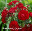 CRIMSON SILUETTA (Кримсон Силуетта)