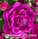 PURPLE SILUETTA (Пёпл Силуетта)