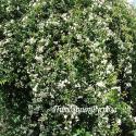 ROSA BANKSIA ALBA GRANDIFLORA  (Роза Бэнксия Альба Грандифлора)