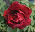 CUTHBERT GRANT (MANITOBA CENTENNIAL ROSE) (Катбет Грант)