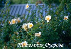 ROSA BRACTEATA MERMAID DWARF (Роза Брактеата Мамэйд Дуоф) (Русалка)