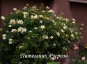 ROSA BRACTEATA MERMAID DWARF (Роза Брактеата Мамэйд Дуоф) (Русалка)