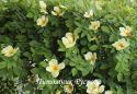 ROSA BRACTEATA MERMAID DWARF (Роза Брактеата Мамэйд Дуоф) (Русалка)