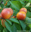 Абрикос колоновидный "Звездный"