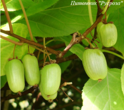 Актинидия деликатесная "Хейворд"