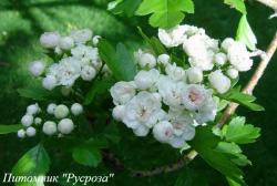 Боярышник морденский “Тоба” (Crataegus х mordenensis “Toba”)