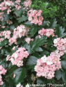 Боярышник морденский “Тоба” (Crataegus х mordenensis “Toba”)