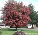 Боярышник морденский “Тоба” (Crataegus х mordenensis “Toba”)