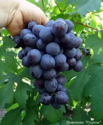 Виноград "Подарок Несветая"