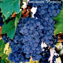 Виноград "Рубин"