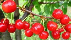 Вишня "Шпанка"