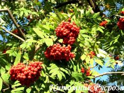 Рябина "Красавица"  (Sorbus 'Krasavica')